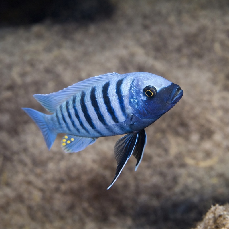 Maylandia zebra 'Chizumulu Island'